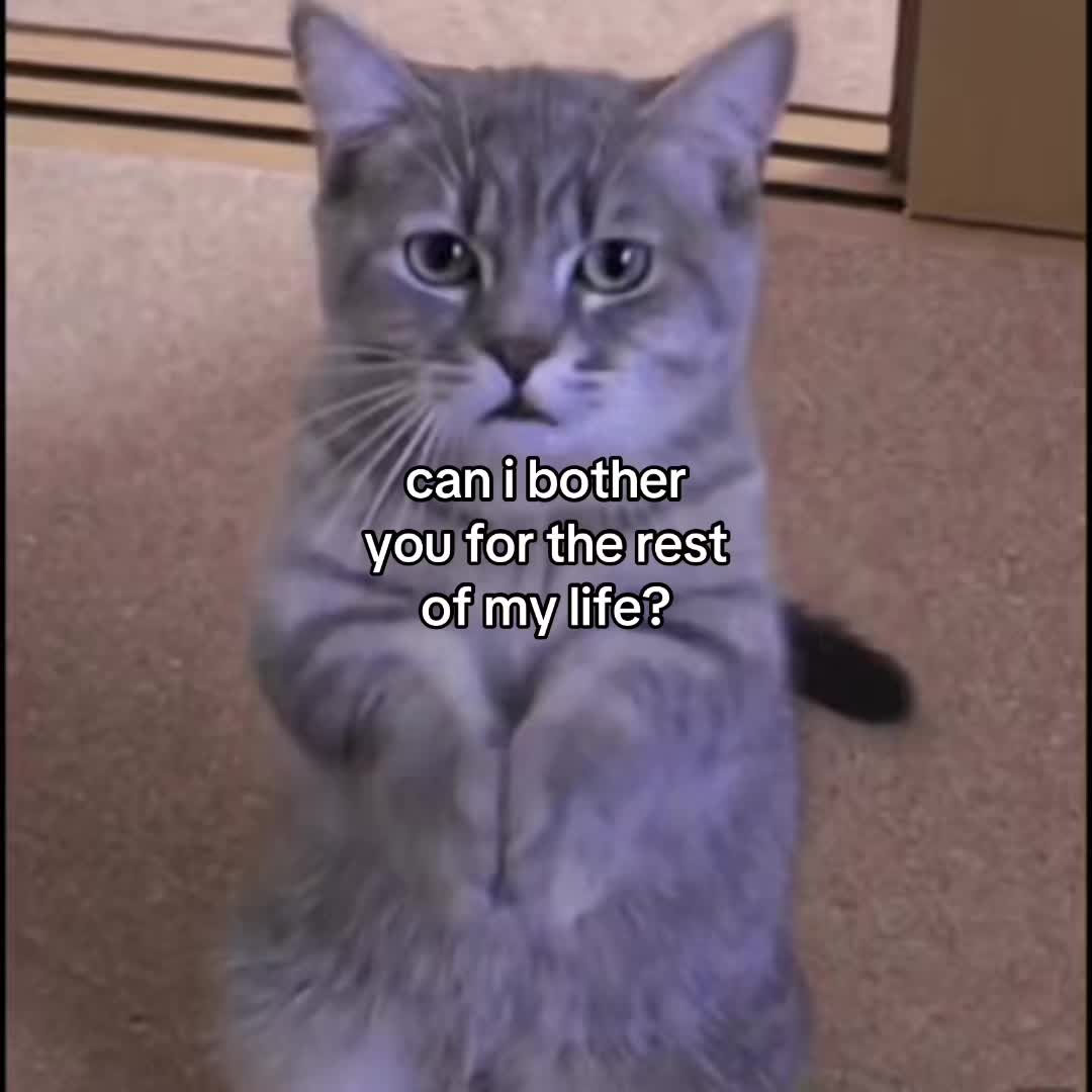 @Alice.cattok