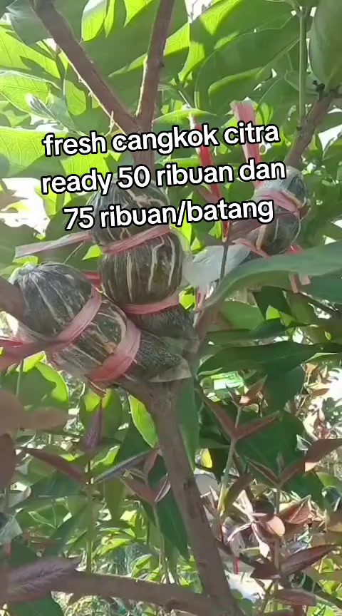 @Bibit khusus samarinda
