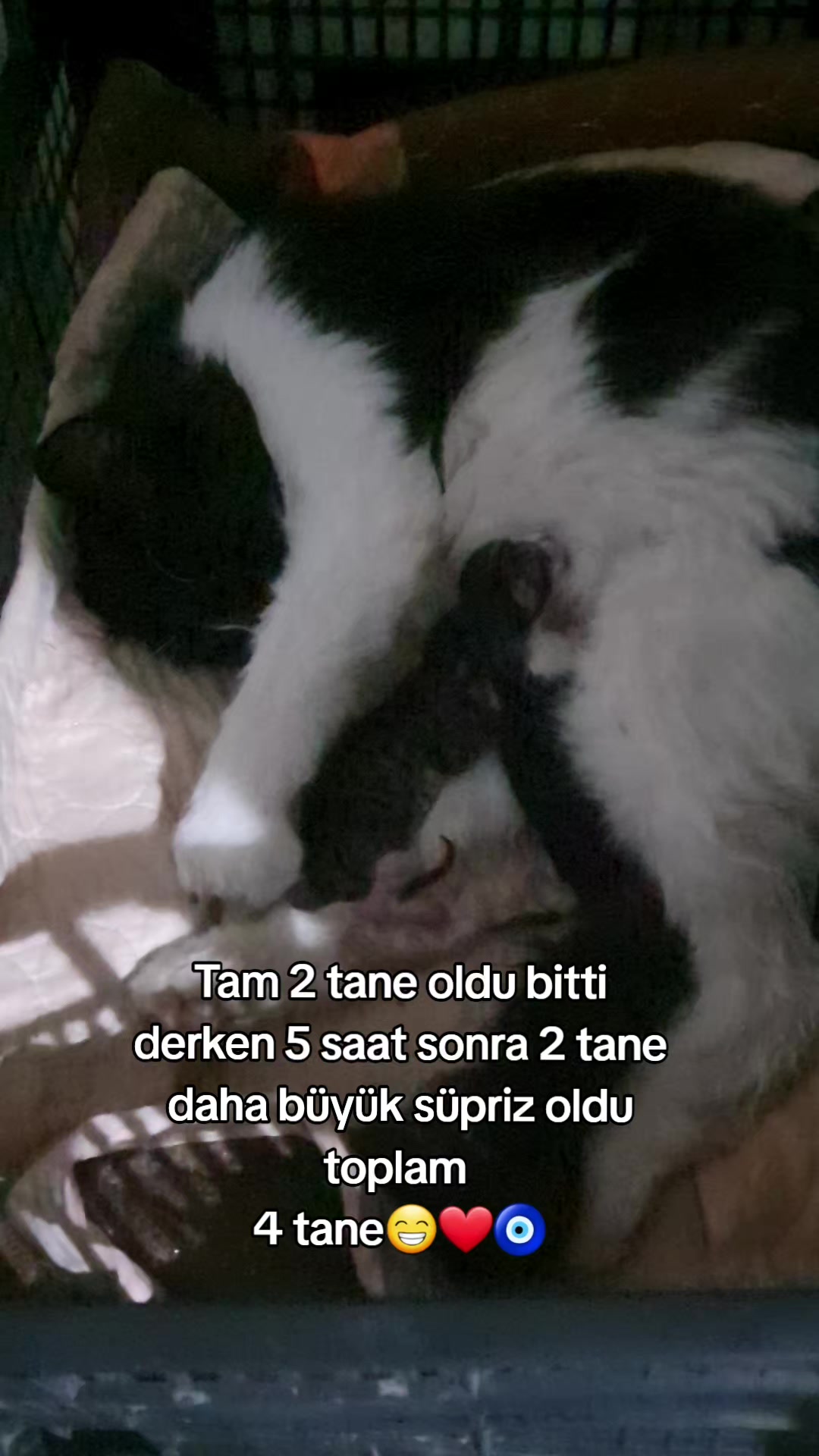 @kuzey