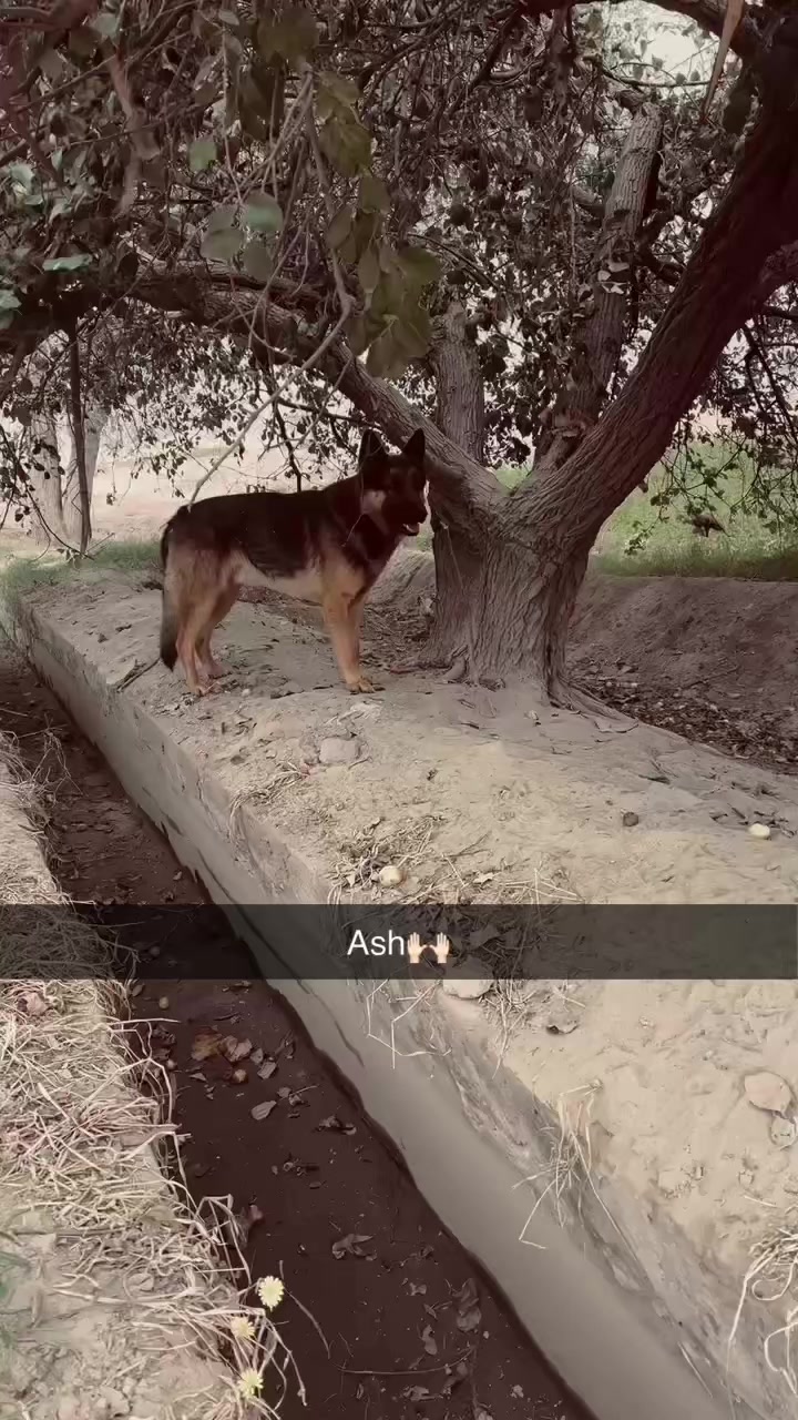 @ASH🐶