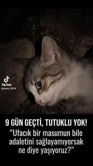 @Yildiz Rizeli 53 34