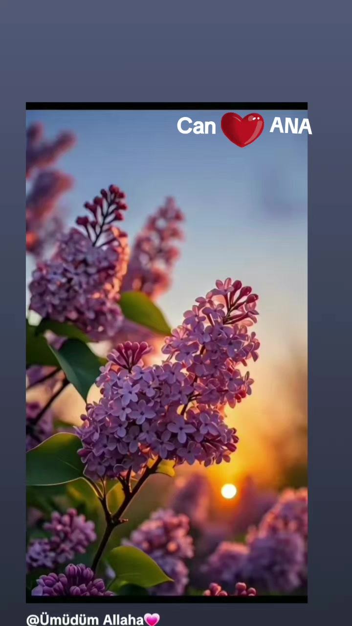 @🌹Arzu 🌹