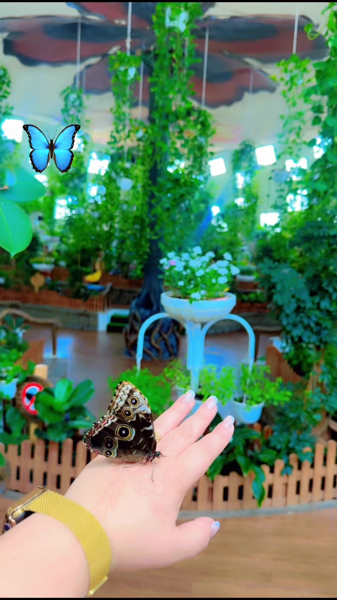 @・゚✮ 𝒮𝑒𝓉𝒶𝓇𝒶 ✮゚・