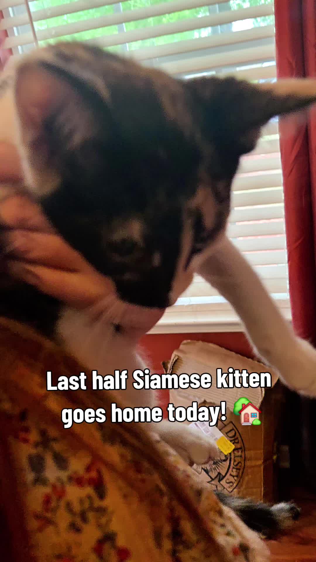 @Brittany's Beauties Kittens