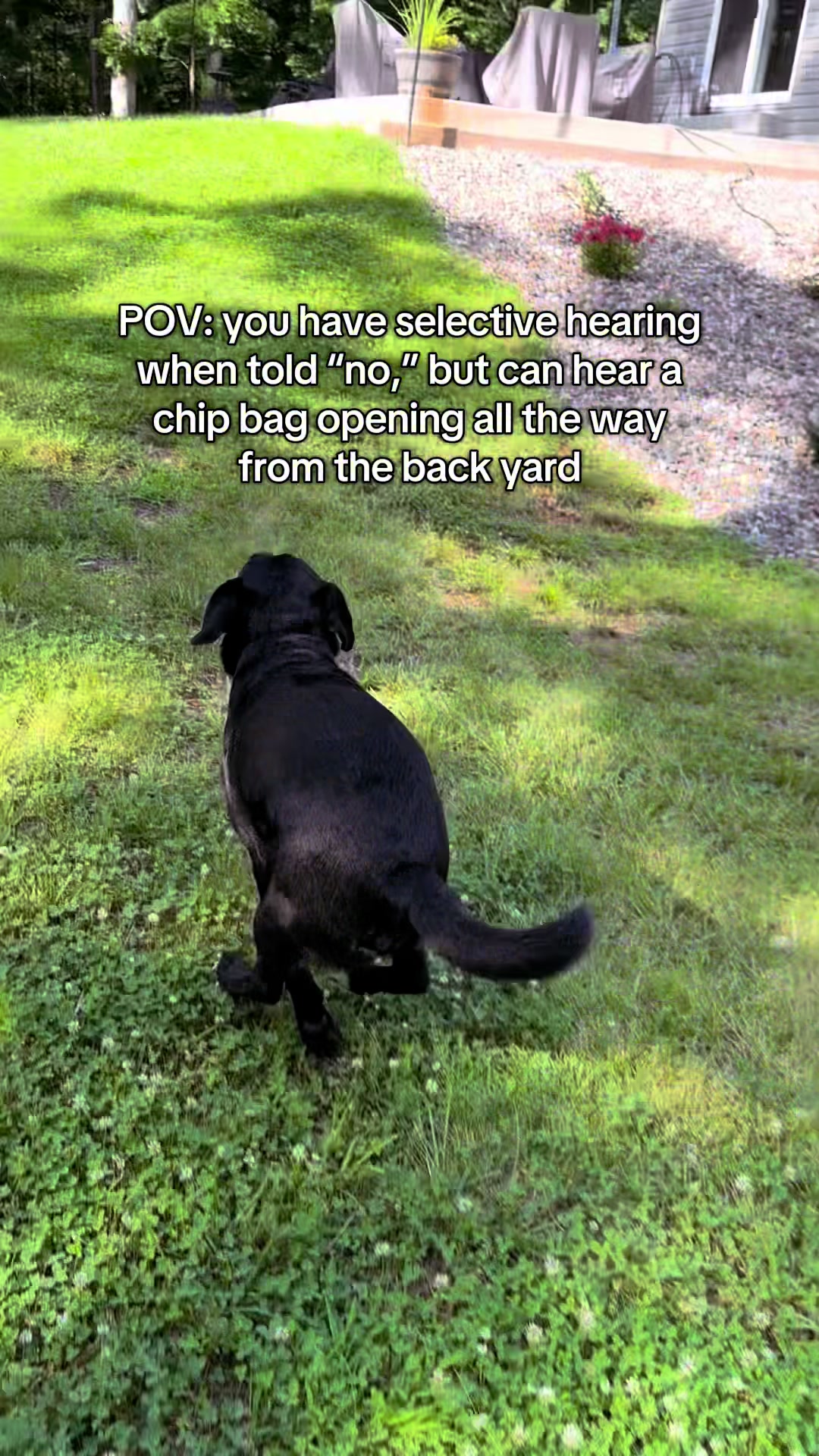 @Gunner the Good Boy Black Lab