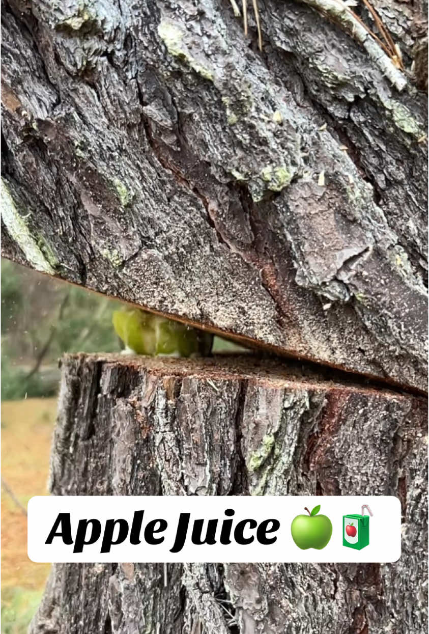 @The Tree Assassins
