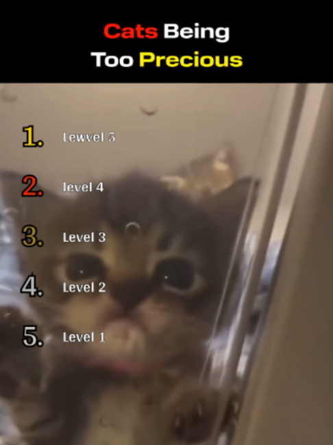 @RankingAnimalMoments