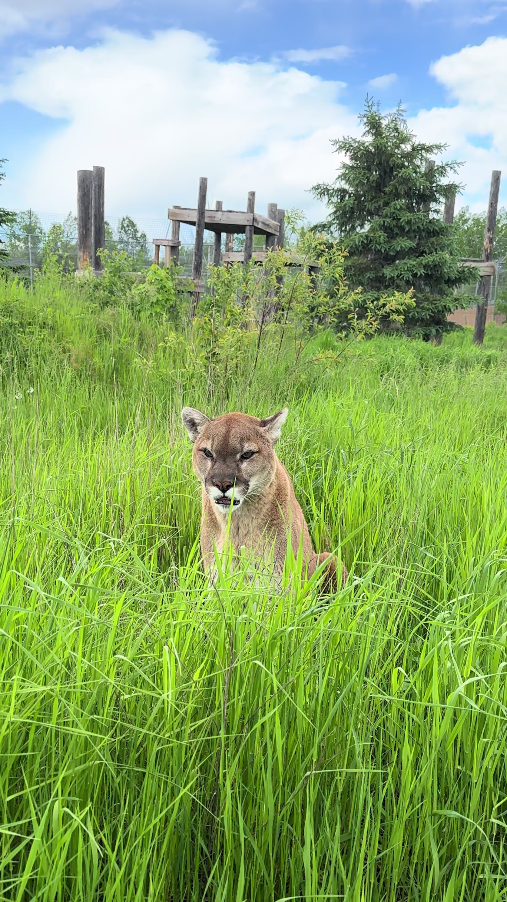 @The Wildcat Sanctuary
