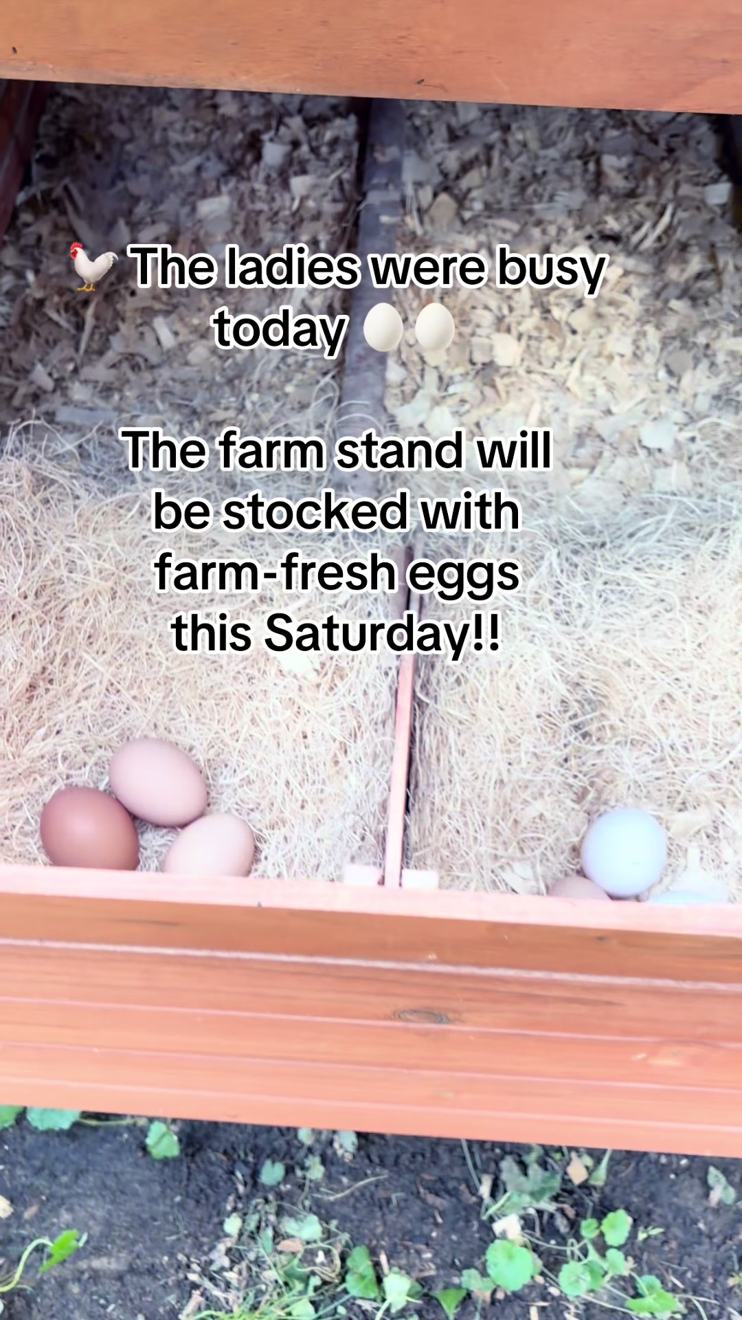@Resistance Homesteaders