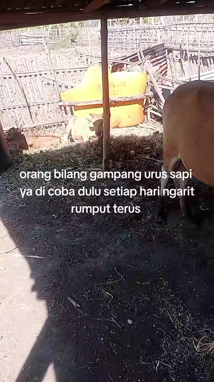 @🐄gembala sapi🐄