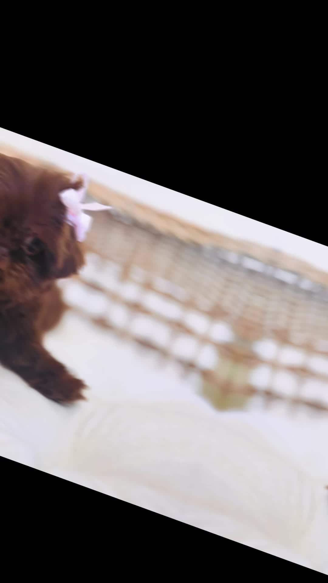 @SHIHTZU SOIRÉE