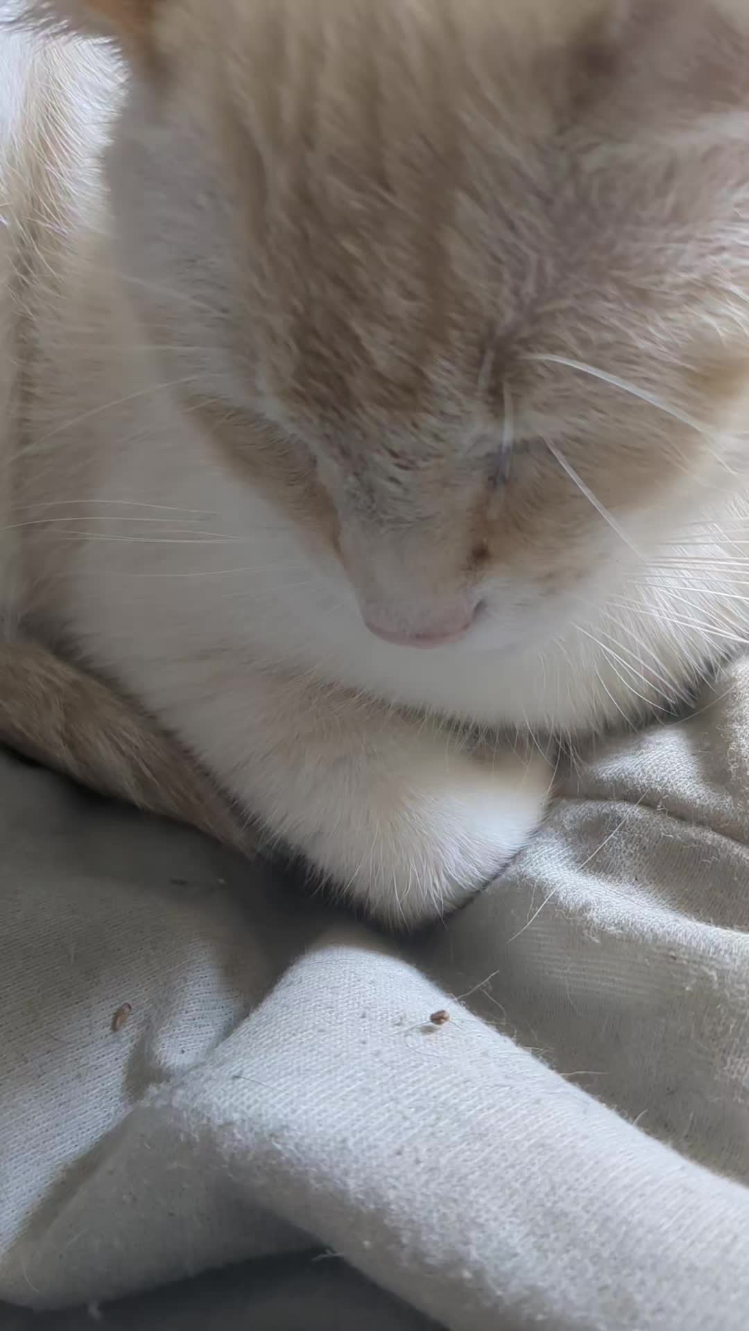 @some cats and their mama