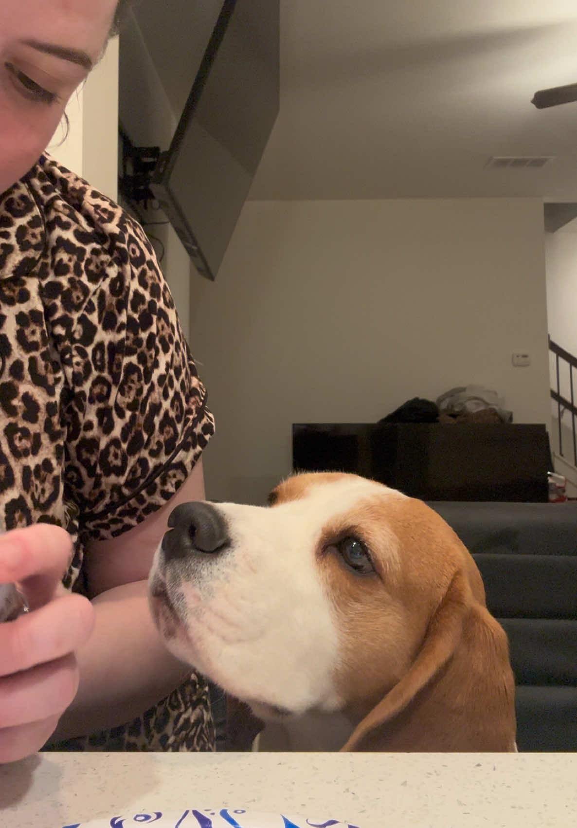 @Bogey the Beagle