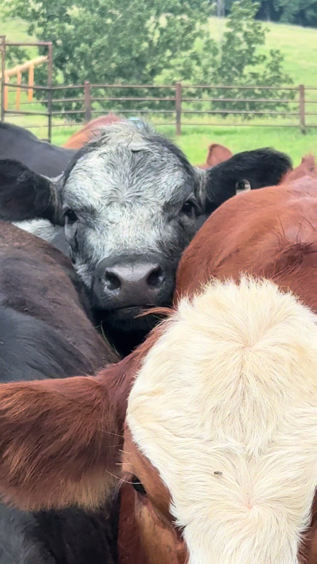 @Massey Land & Cattle