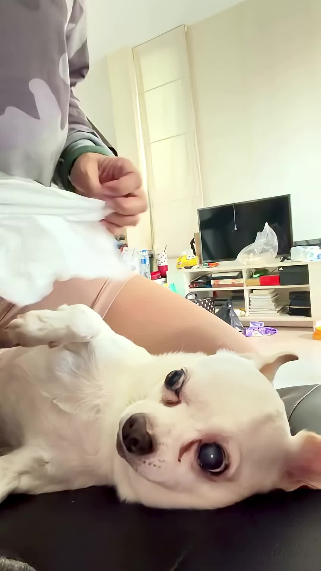 @dog lovers