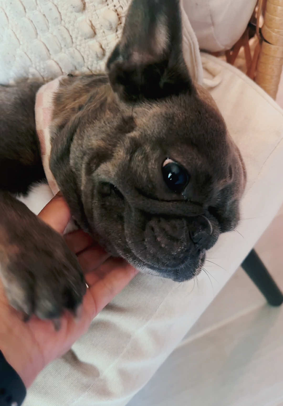 @blueythe405frenchie