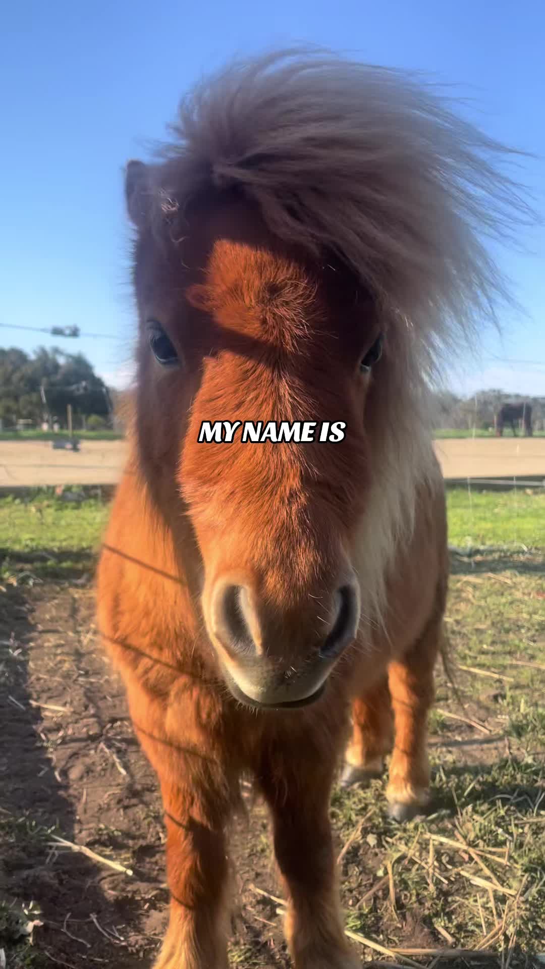 @Horses TikTok