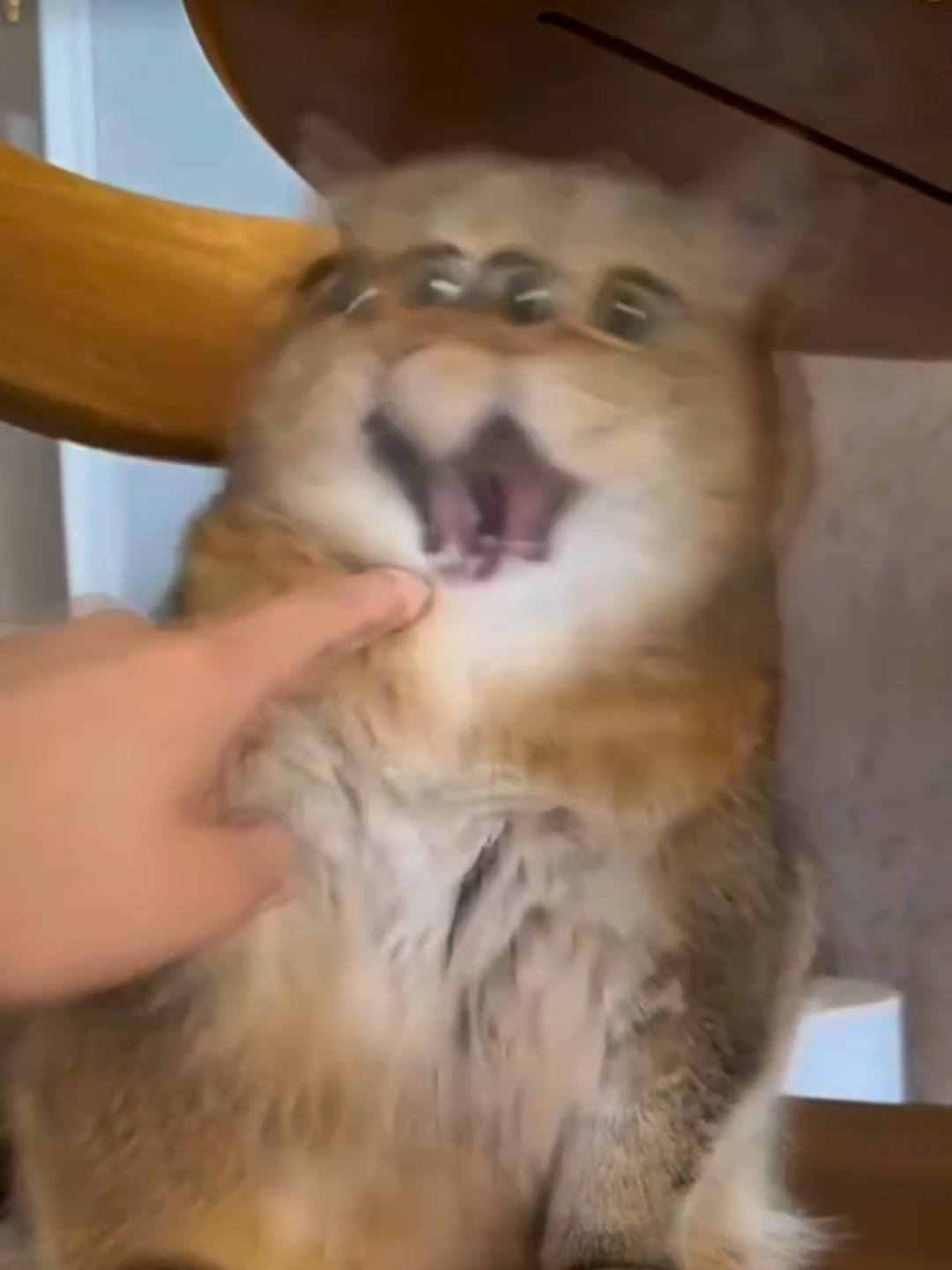 @Chonky World Of Cats