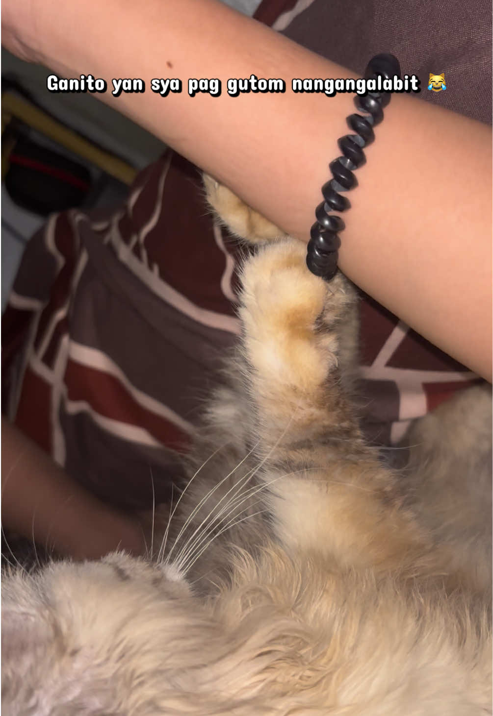 @𝒞𝒽𝑒𝓁𝓈𝑒𝒶 ᥫ᭡