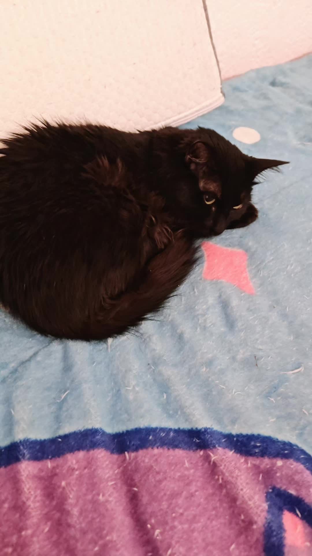 @LeztI 😻😺😽💕