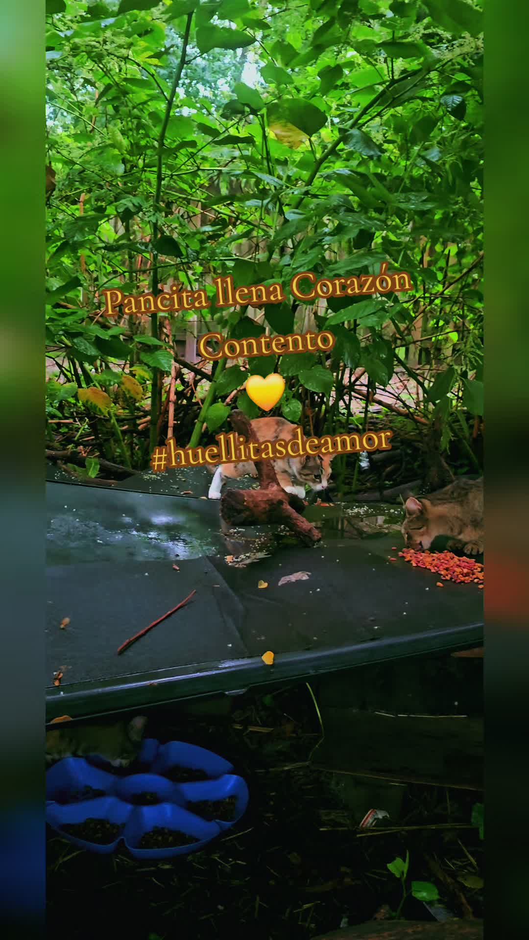 @🇲🇽Guli.Carrada 🐈&zwj;⬛