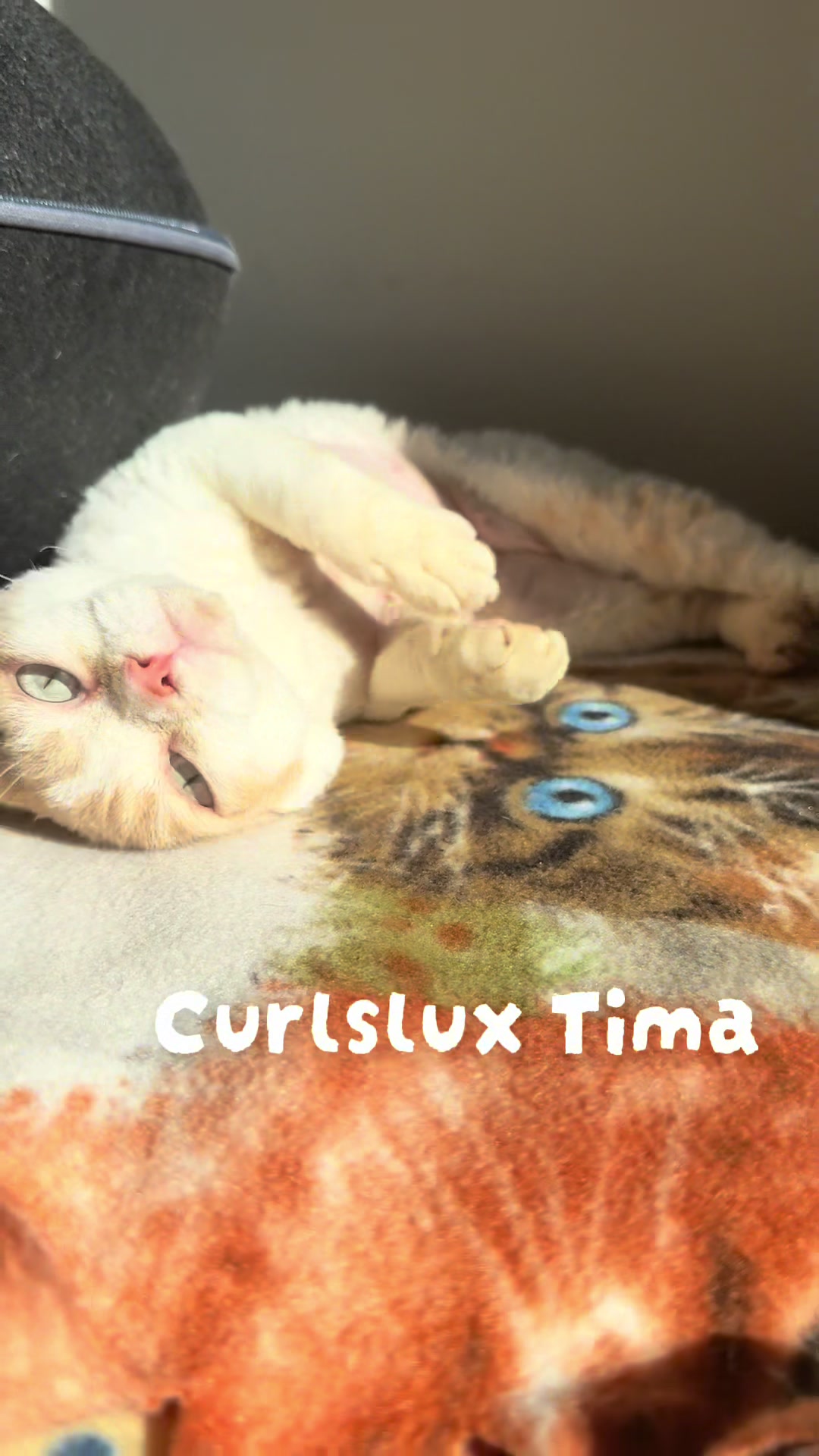 @Curlslux cattery!!🇺🇸