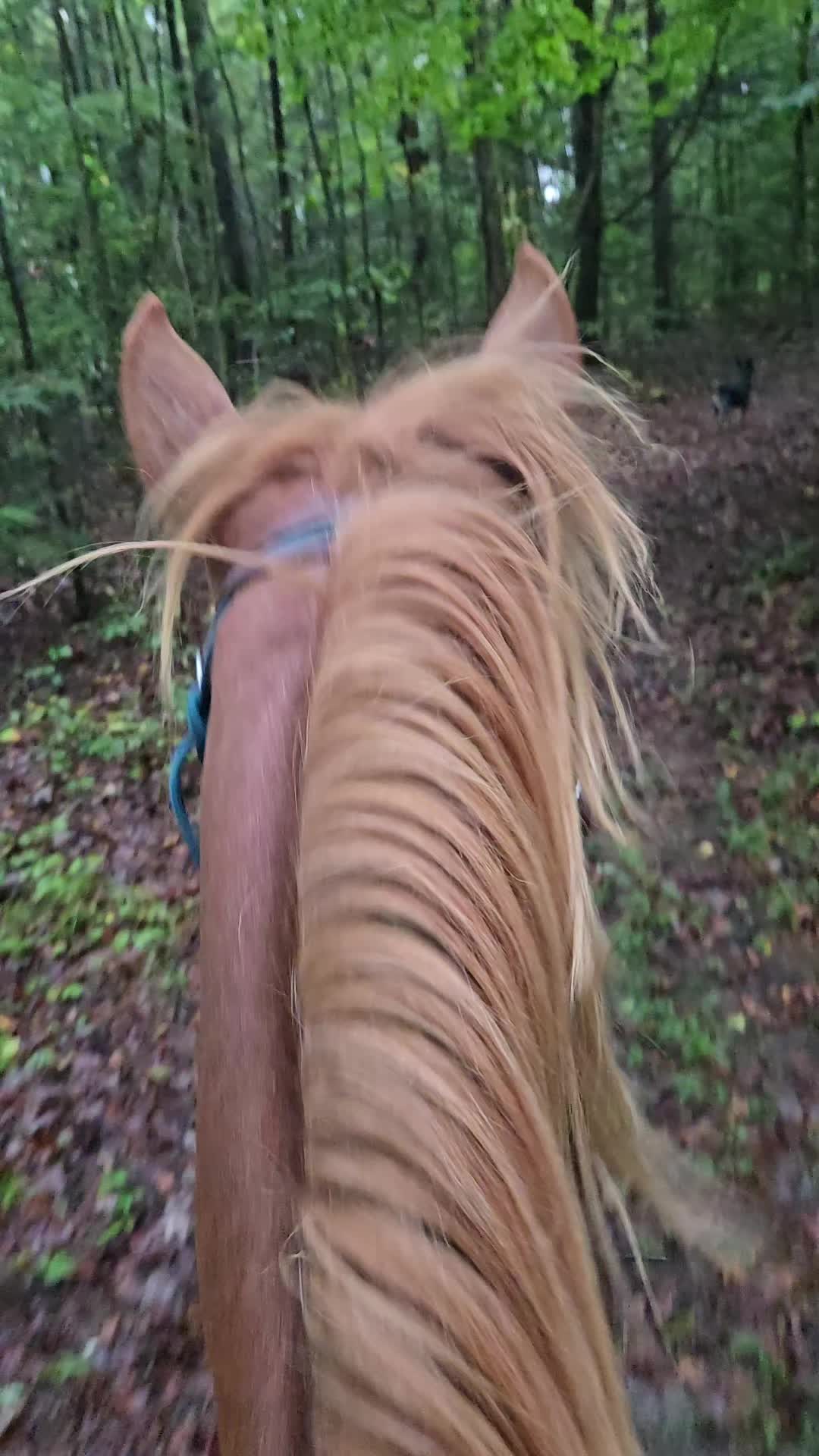 @crosseyedcattle