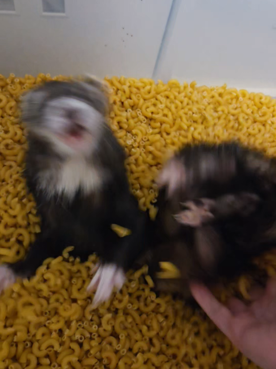 @FuffyFerrets