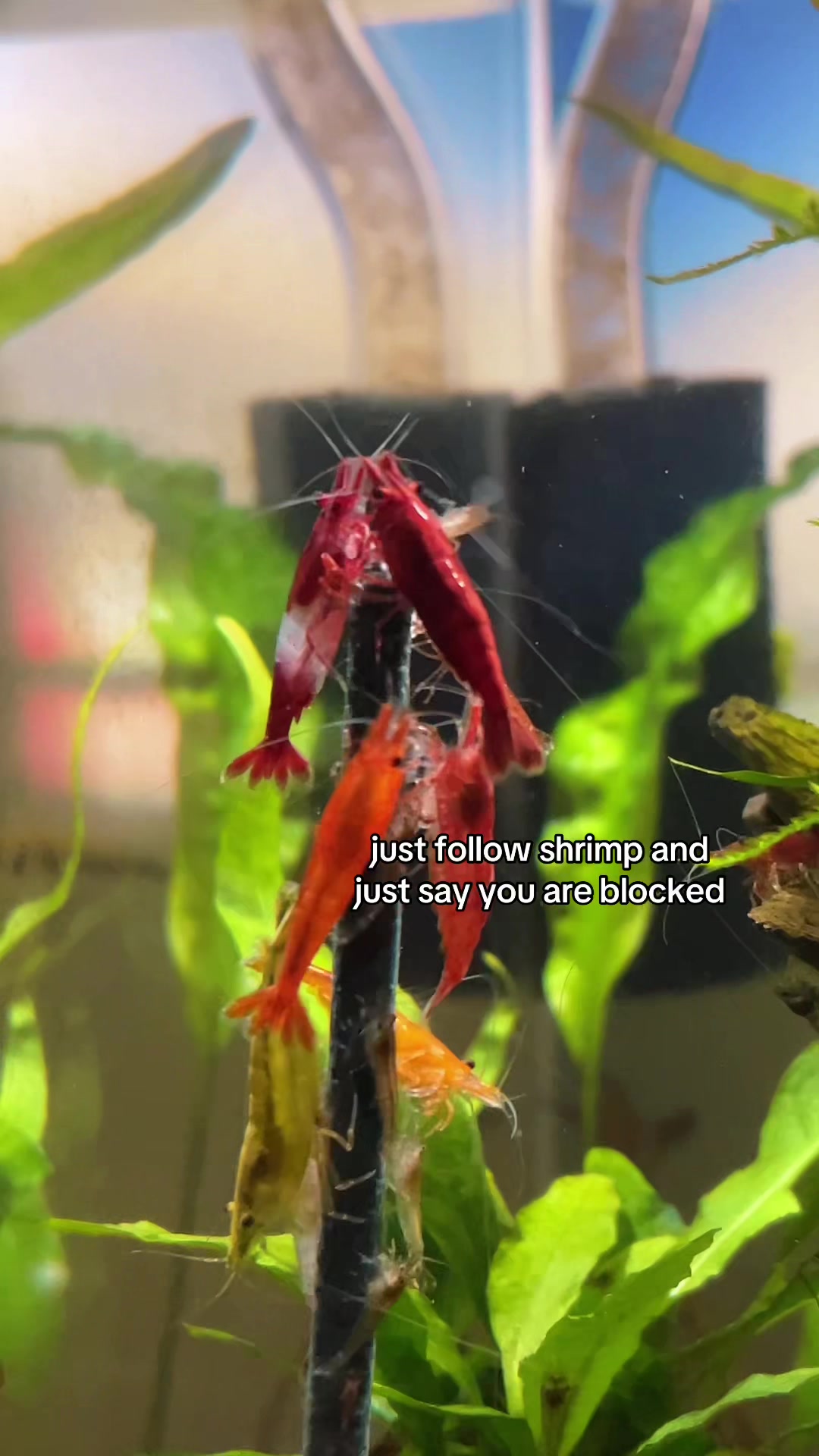 @fishygator
