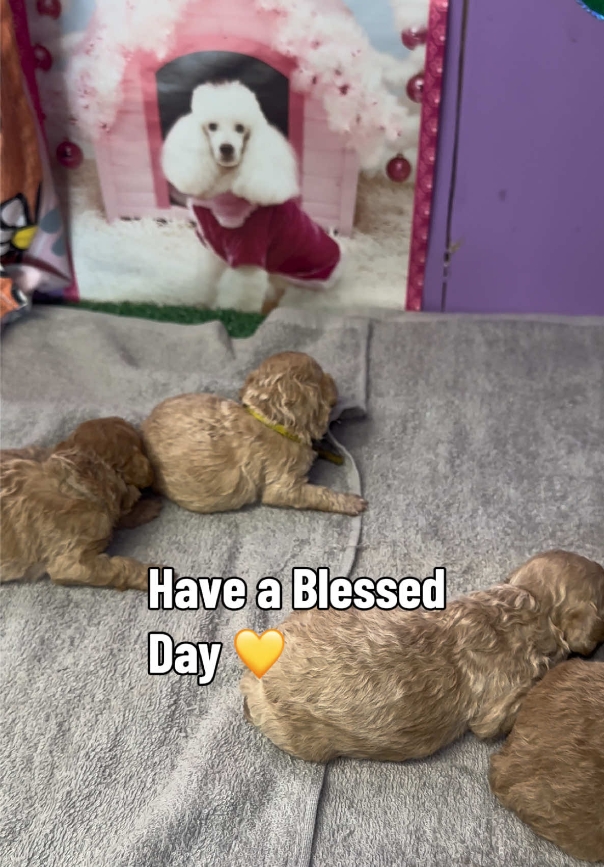 @Dog Lady