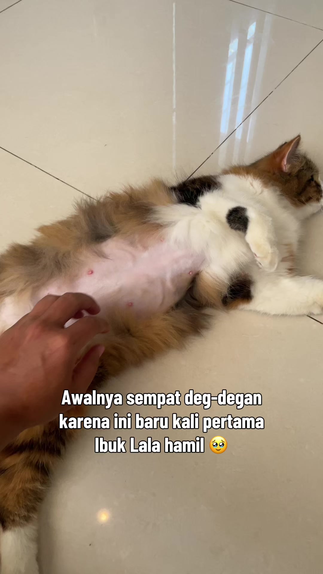 @biskuit&cimul