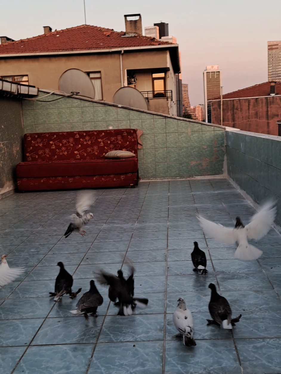 @Erkan Birkan Ece