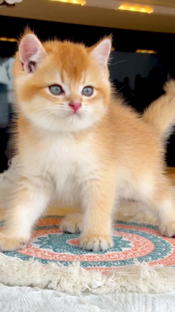 @fuyncats