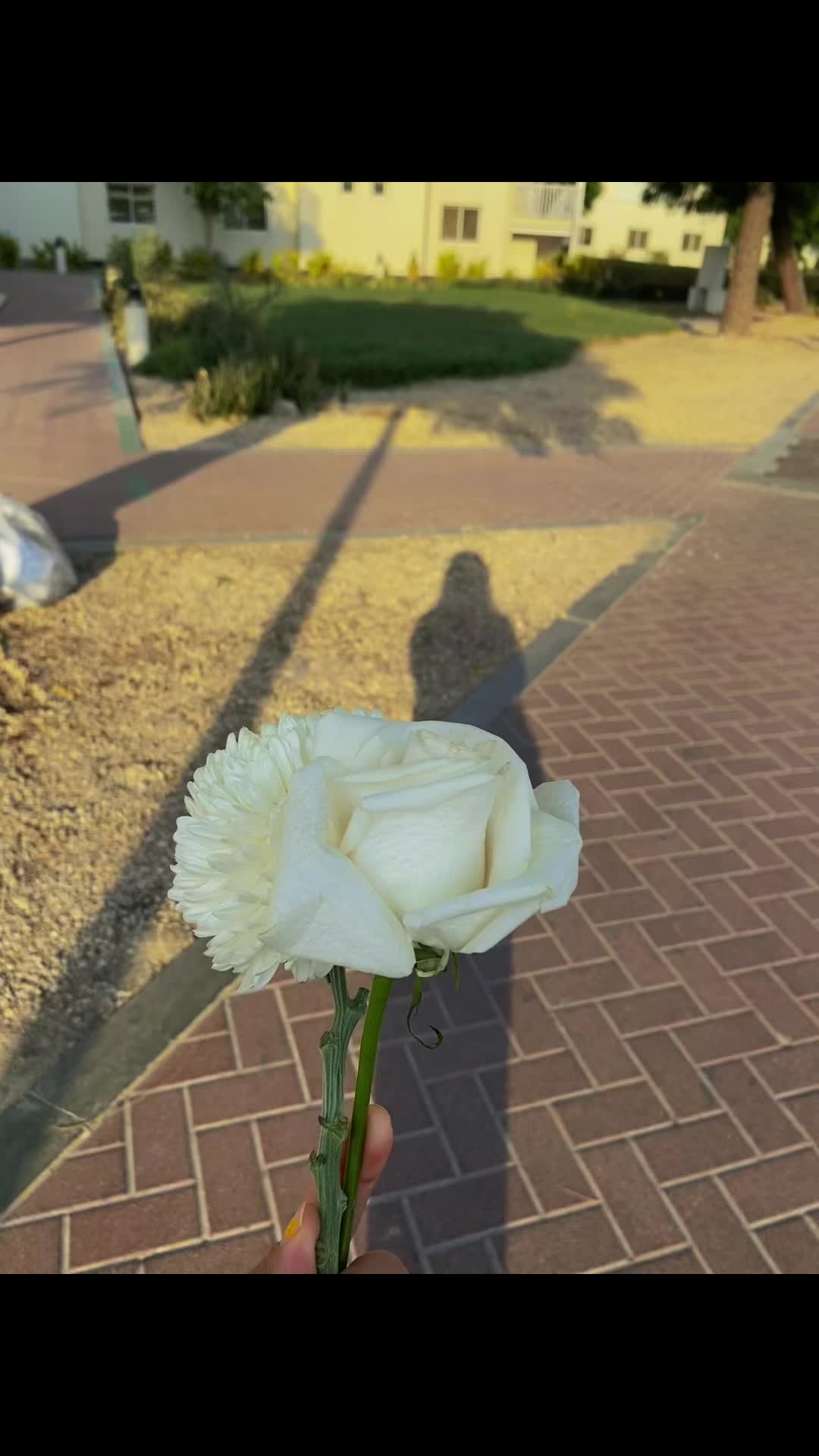 @Limbuni 👰🏻&zwj;♀️👑