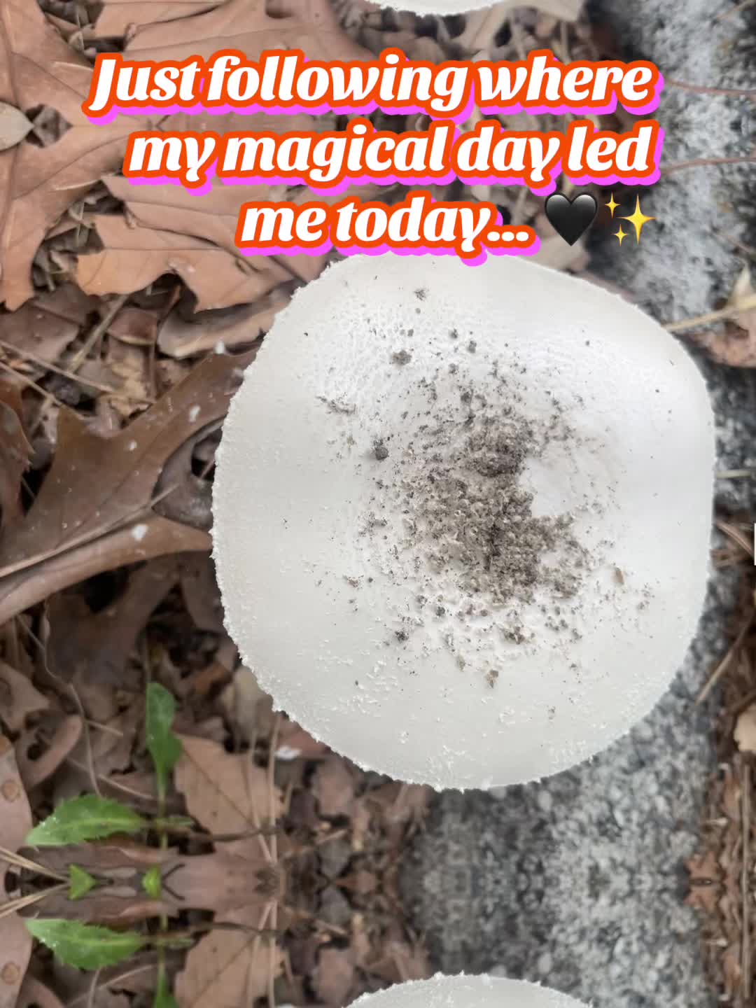@Witchnextdoor