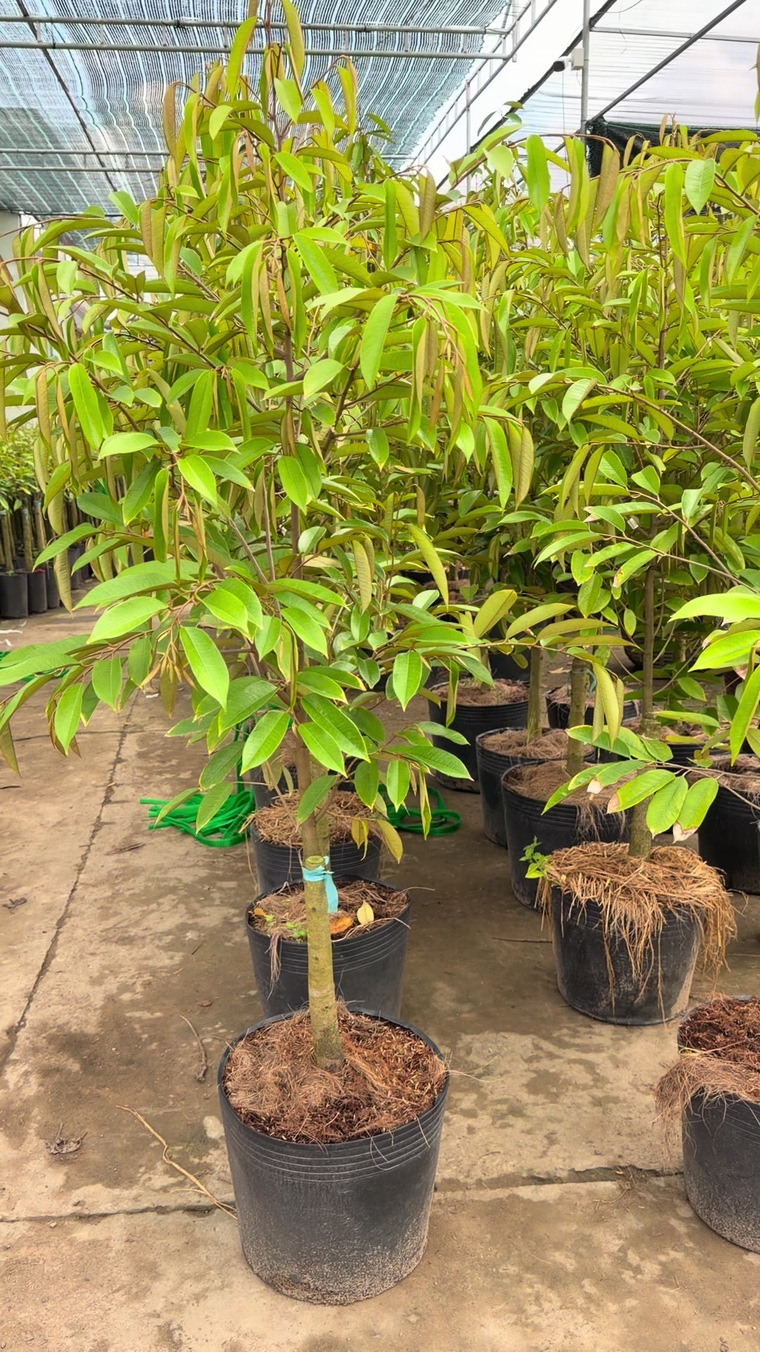 @Hùng Chương STCG Welofarm