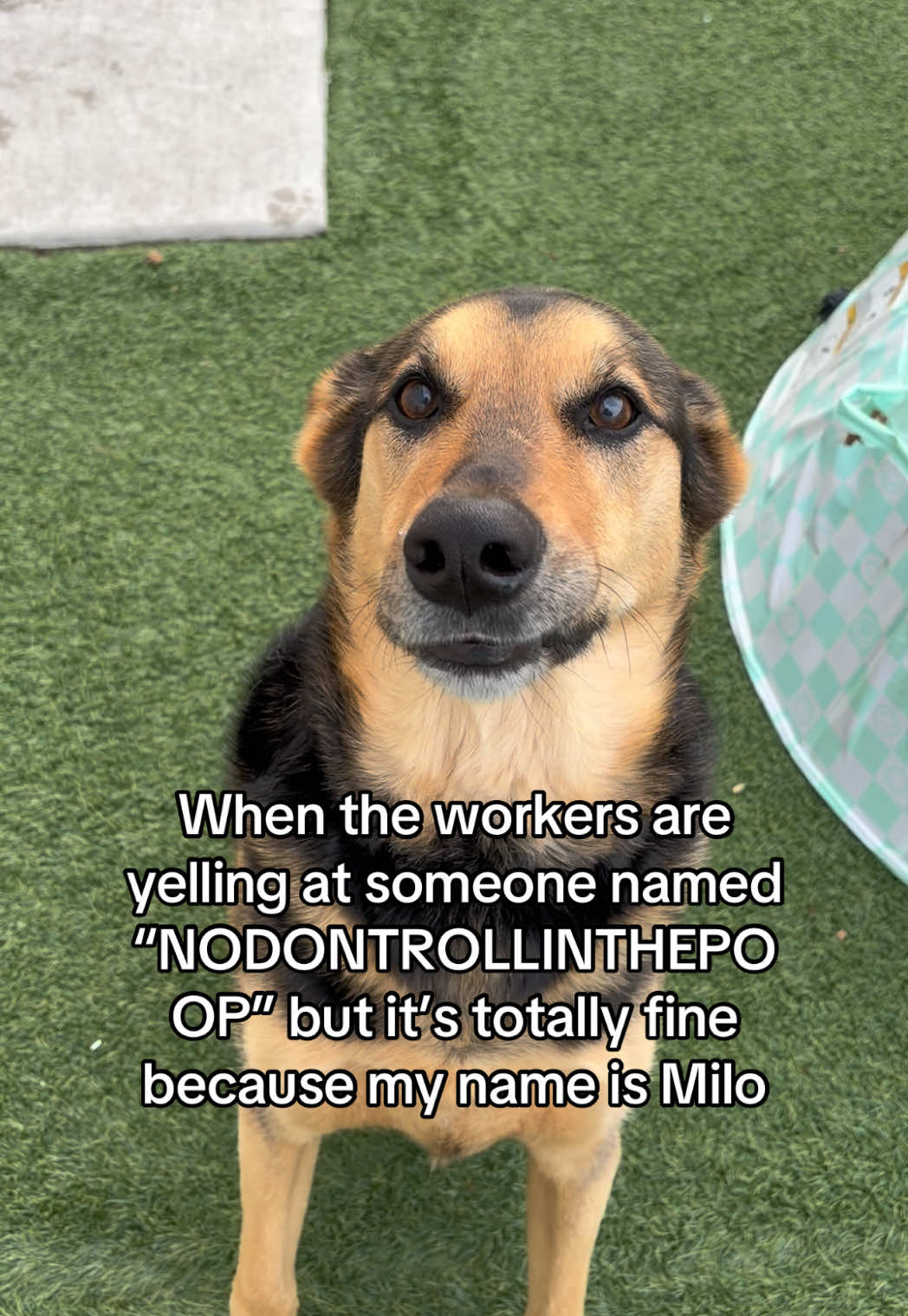 @Dogtopia South Ann Arbor