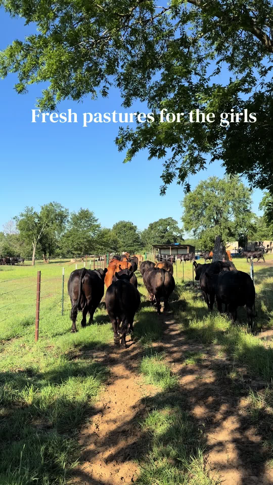 @Greenwood Stock Farms