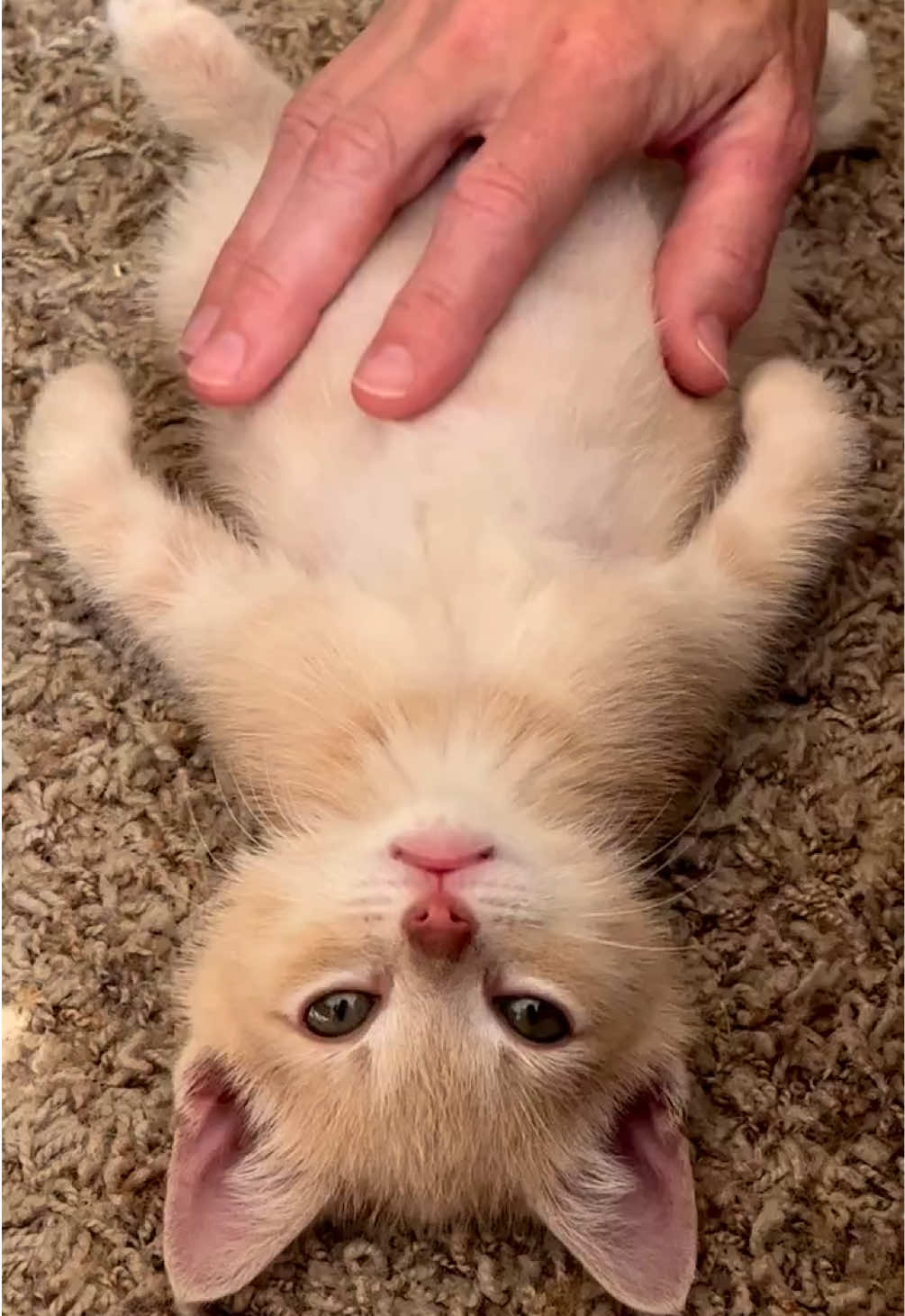 @kloutkittens