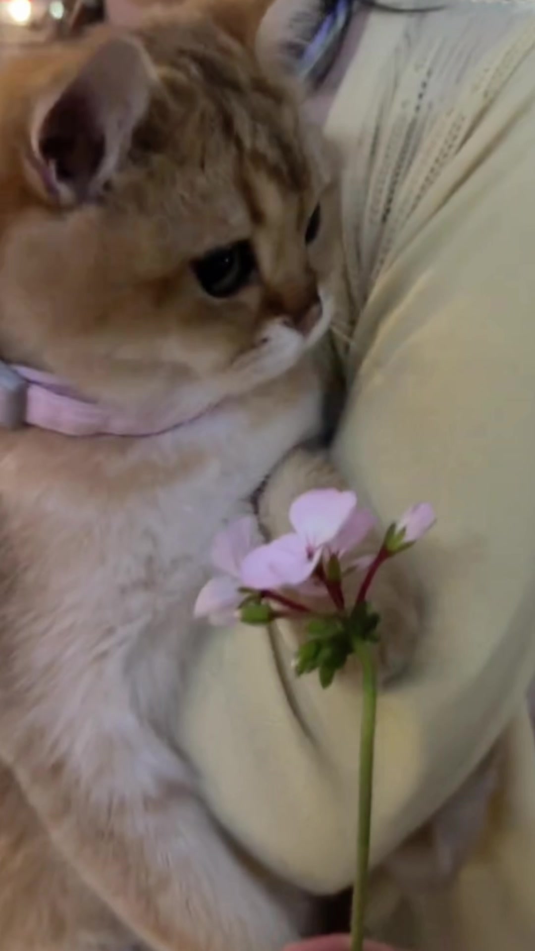 @cutekitten37