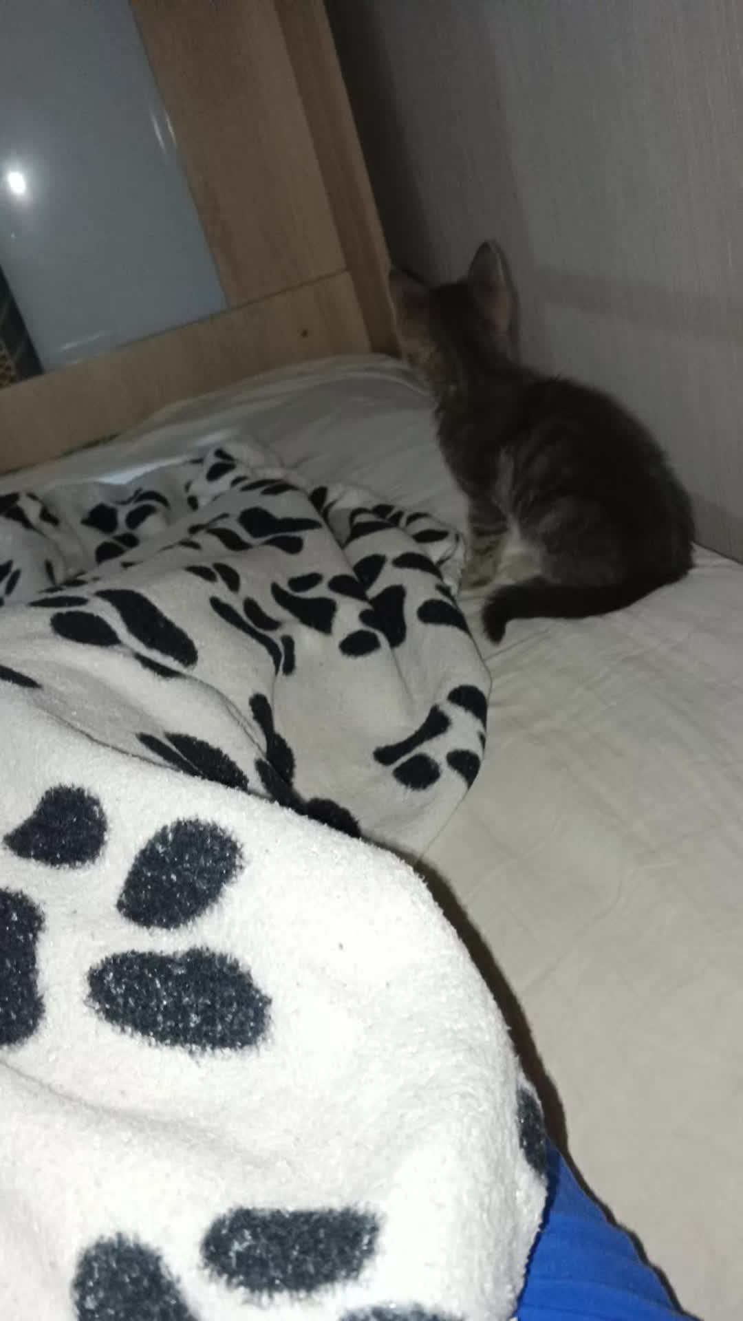 @Pasyllx🕸️