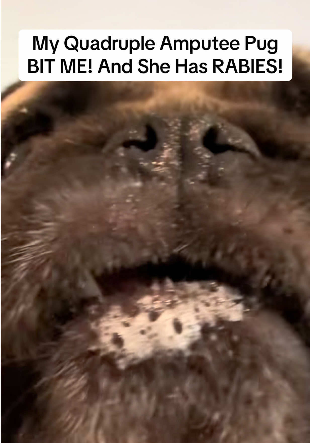 @PEARL - Quadruple-Amputee Pug