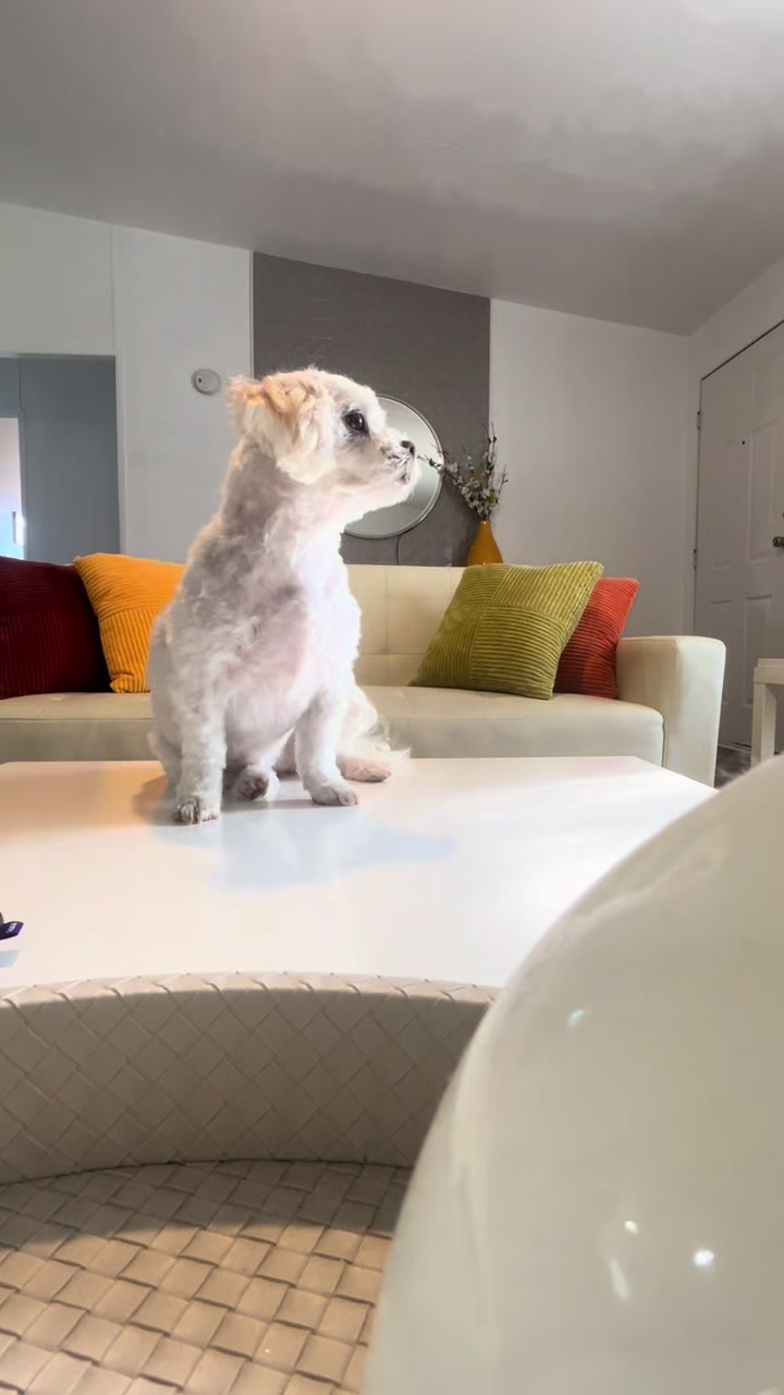 @AZUL🐶🥰