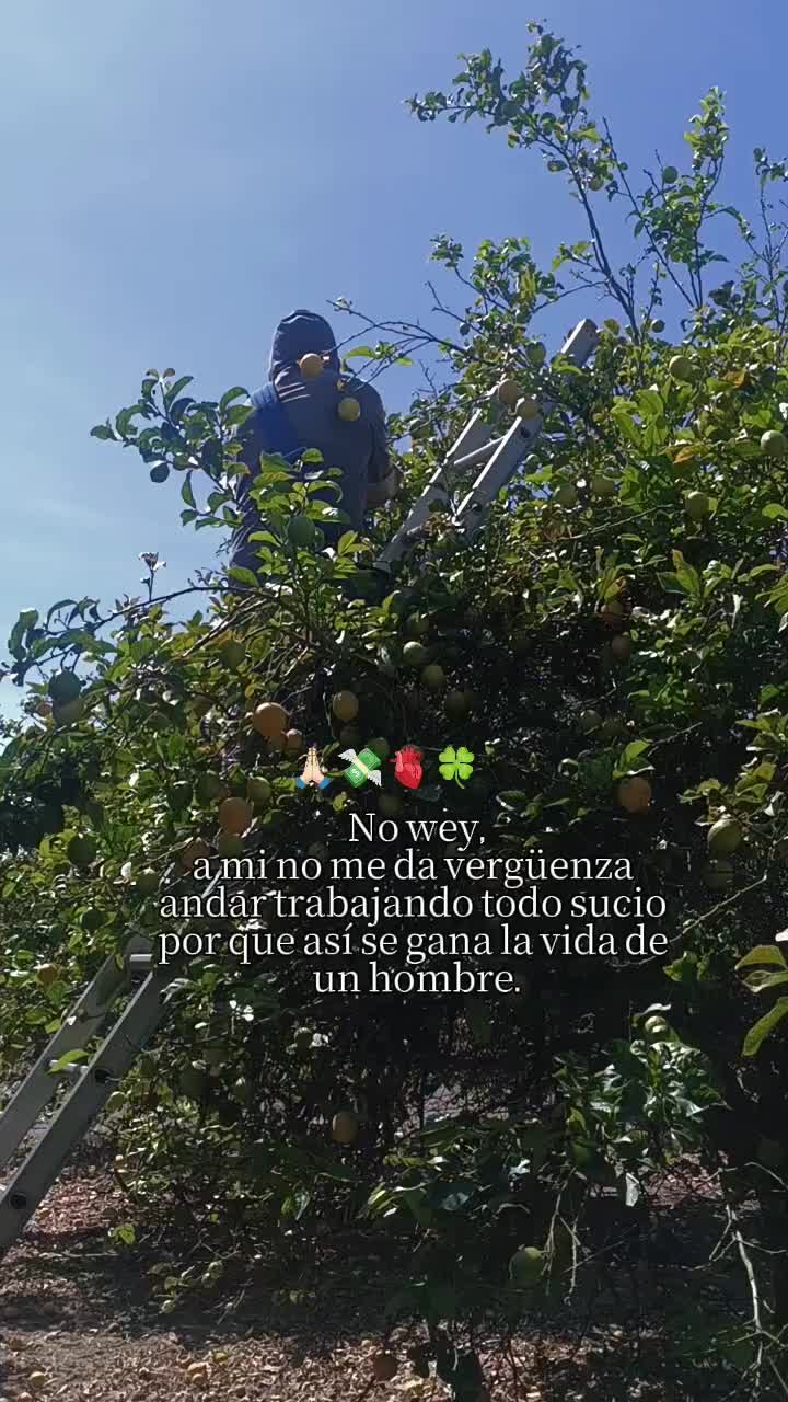 @los puntocios 🥑🍋🍊🤙🤙