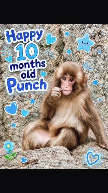 @𝓢𝓷𝓲𝓬𝓴𝓼 🐒