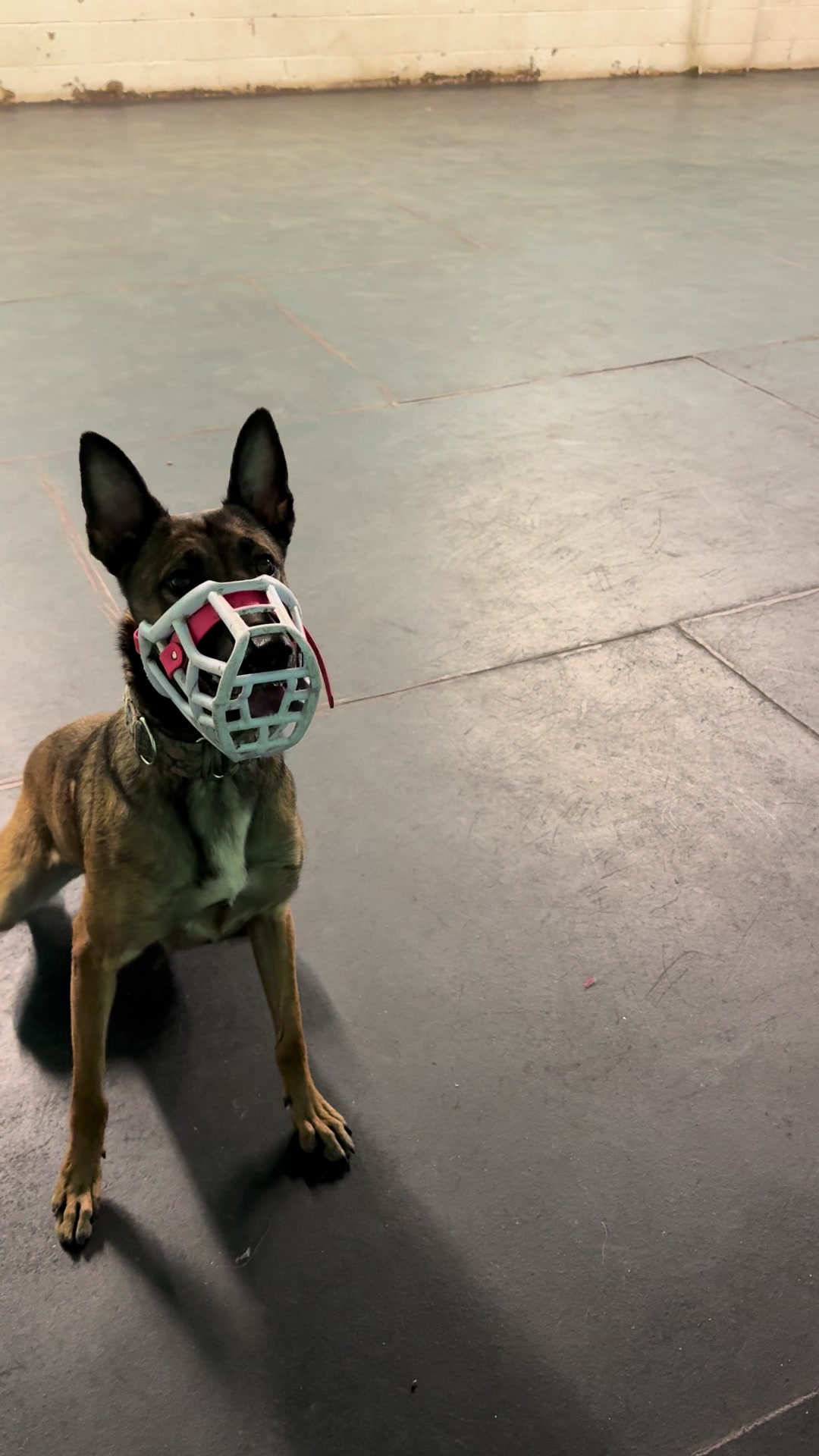 @the_crazy_k9_crew