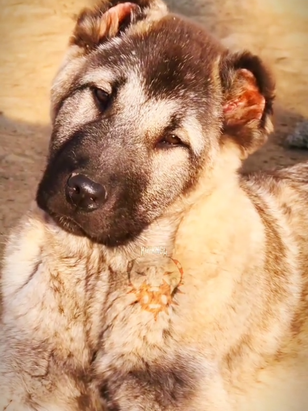 @𝗞𝗔𝗜𝗞𝗔𝗡𝗚𝗔𝗟