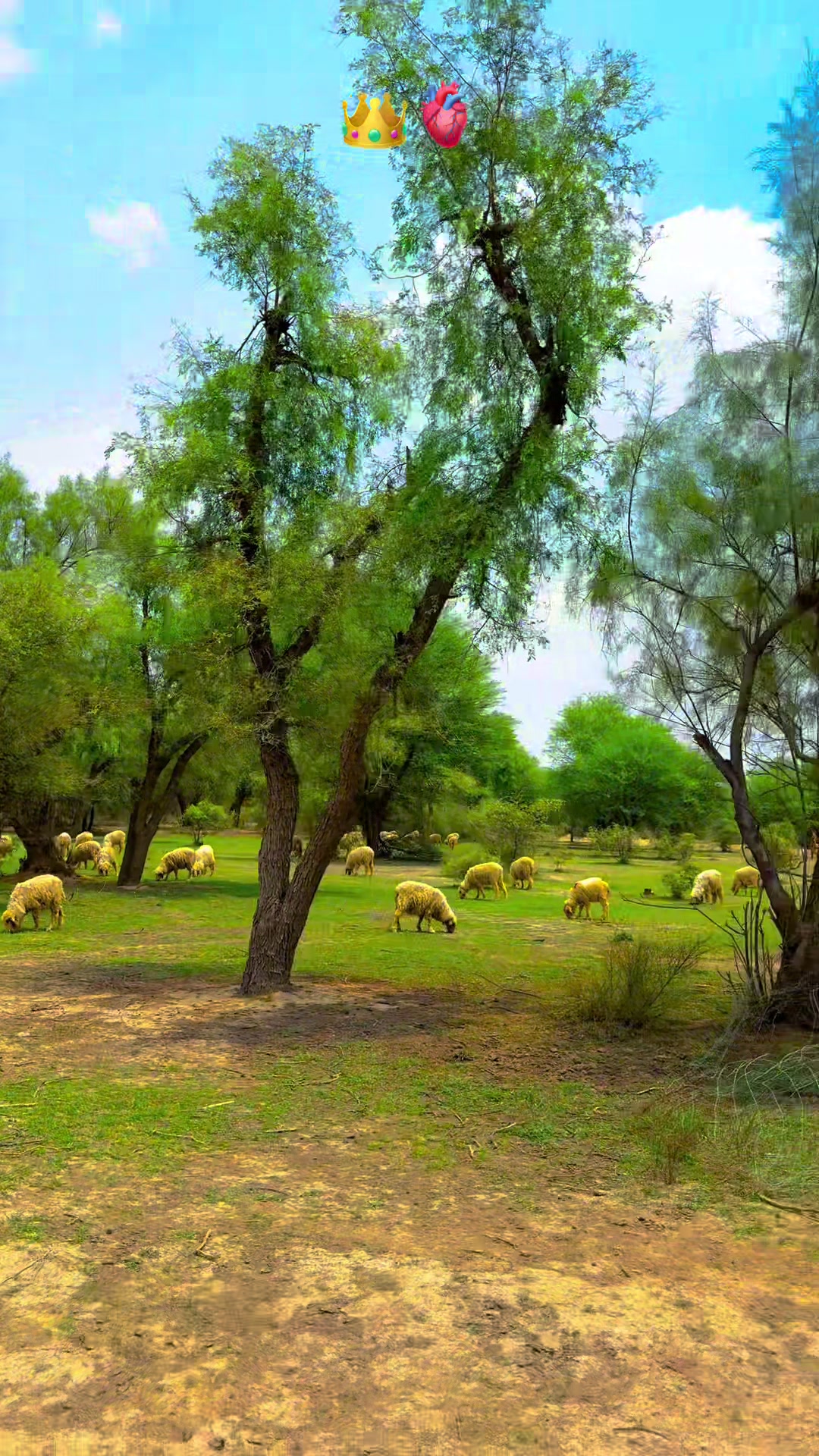 @پنجابی کلچر 🌾🍂