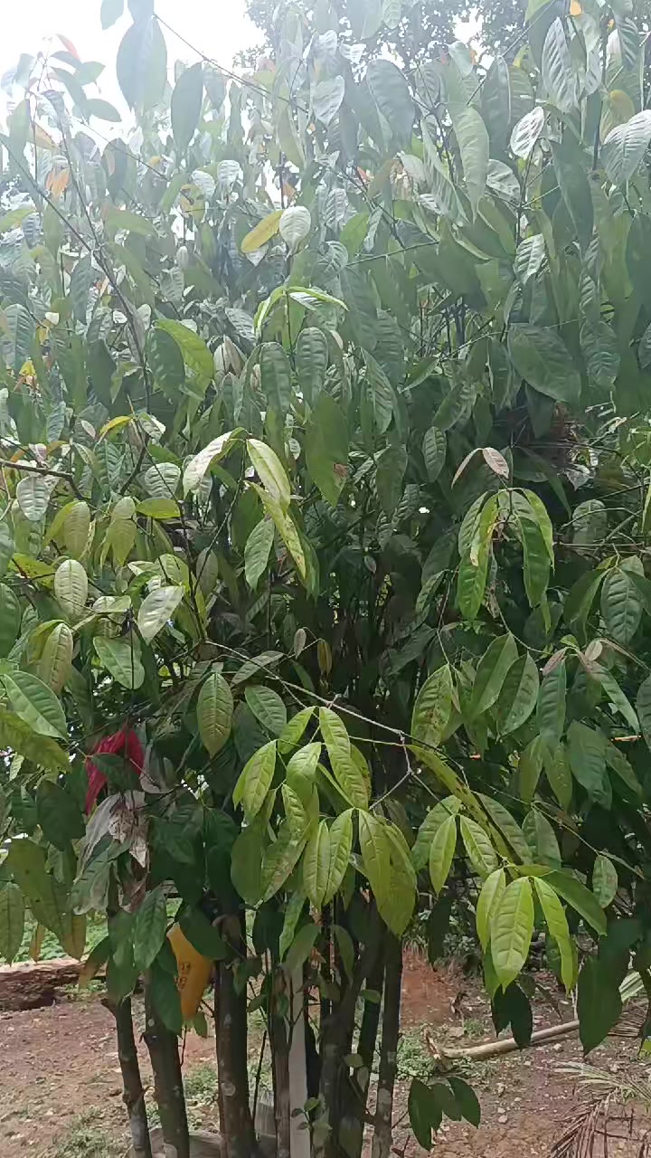 @lypaypz91