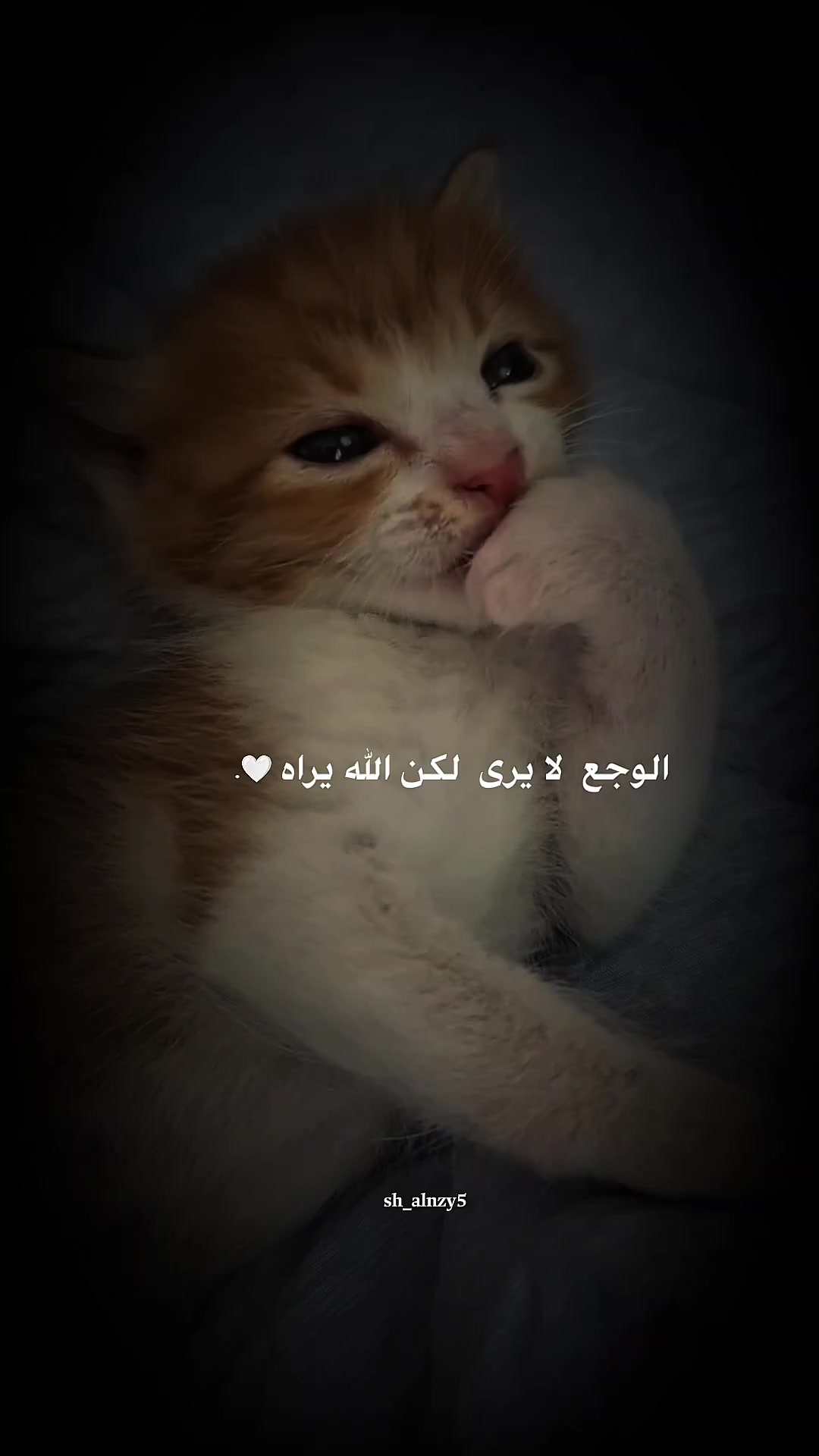@شامان العنزي